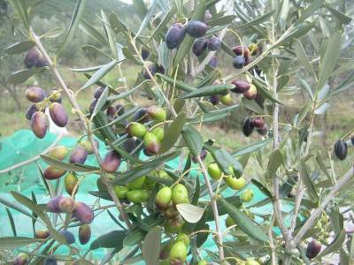 Η καλλιέργεια της ελιάς στο Περιφερειακό Συμβούλιο Πελοποννήσου