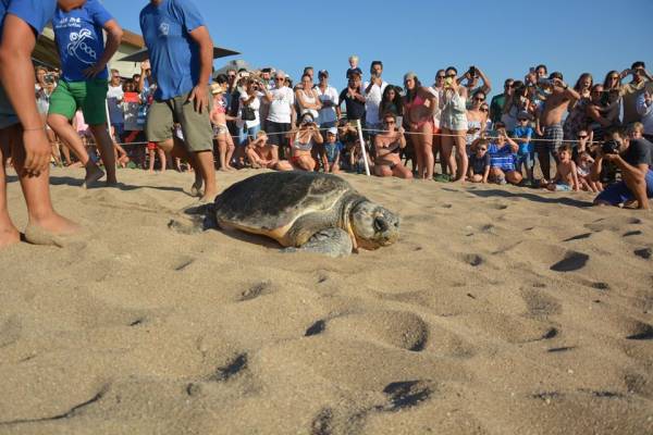 Απελευθέρωση χελώνας στην παραλία του Ρωμανού (φωτογραφίες)