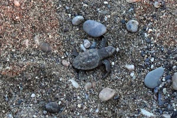 Καλαμάτα: Χελωνάκια από την φωλιά τους στη θάλασσα (φωτογραφίες)