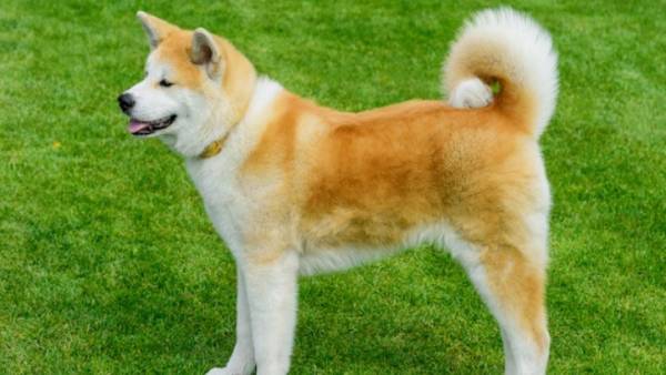 Τα ιαπωνικά ακίτα μία από τις πιο δημοφιλείς και λατρεμένες ράτσες σκύλων
