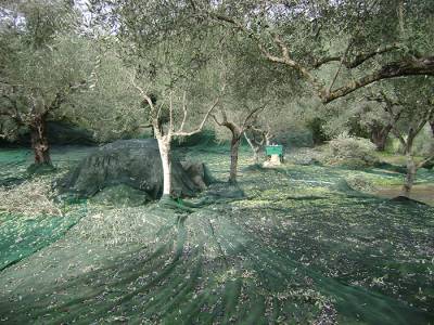 Αποζημίωση για τη ζημιά στις ελιές ζητούν Μεσσήνιοι αγρότες