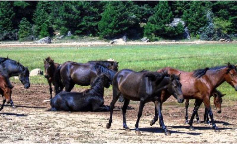 Αιτωλοακαρνανία: Αγνωστοι πυροβόλησαν και σκότωσαν άγρια άλογα