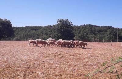 Συνάντηση κτηνοτρόφων με αντιδήμαρχο Οιχαλίας