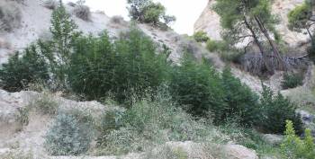 &quot;Ορφανή&quot; χασισοφυτεία με 135 δενδρύλλια σε χωριό του Ξυλοκάστρου