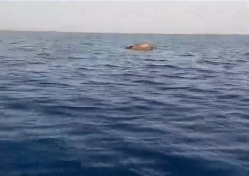 Νεκρή αγελάδα επιπλέει στα νερά του Θερμαϊκού (βίντεο)