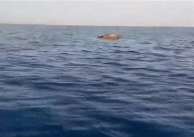 Νεκρή αγελάδα επιπλέει στα νερά του Θερμαϊκού (βίντεο)