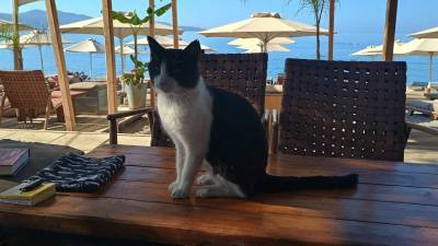 Αδέσποτες γάτες στην Καλαμάτα