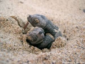 Τα πρώτα χελωνάκια της Πελοποννήσου ξεκίνησαν το ταξίδι τους