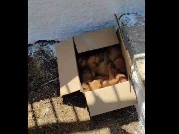Φιλιατρά: Έκλεισε κουτάβια σε κουτί και τα παράτησε έξω από την εκκλησία (βίντεο)