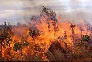 Φωτιά σε δάσος με βελανιδιές στη Μεγαλόπολη