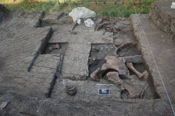 Σκελετός ελέφαντα βρέθηκε στη Μεγαλόπολη (φωτογραφίες)
