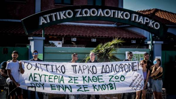 Αττικό Ζωολογικό Πάρκο: Αυτοψία για τη θανάτωση του χιμπατζή - Τι αναφέρουν τα δυο πορίσματα