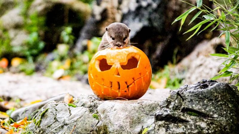 Σε κλίμα Halloween ο ζωολογικός κήπος του Λονδίνου (βίντεο)