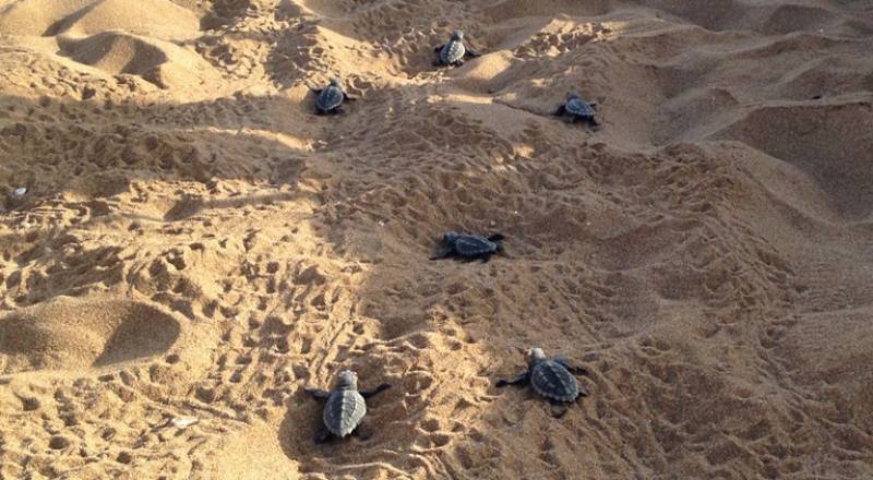 Βγήκαν τα πρώτα χελωνάκια στον Κυπαρισσιακό Κόλπο