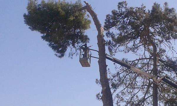 Κόπηκαν επικίνδυνα πεύκα στο πάρκο της Βλαχέρνας στα Φιλιατρά