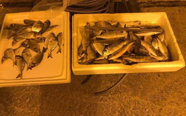 Κατασχέθηκαν πάνω από εκατό κιλά ψάρια στην ιχθυόσκαλα Νέας Μηχανιώνας