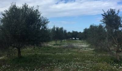 Ενημέρωση στα Φιλιατρά για τους δασικούς χάρτες