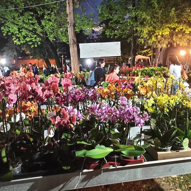 Ολοκληρώνεται η ανθοκομική έκθεση - Παρέλαση λουλουδιών στο κέντρο της Καλαμάτας