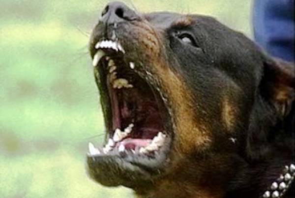 Σκύλος επιτέθηκε και τραυμάτισε σοβαρά ηλικιωμένη στην Κυπαρισσία