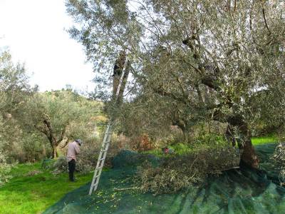 Ξεκινά σταδιακά το μάζεμα της μαυρολιάς