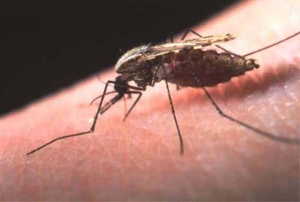 Παρουσίαση ενεργειών αντιμετώπισης της ελονοσίας στο Δήμο Ευρώτα