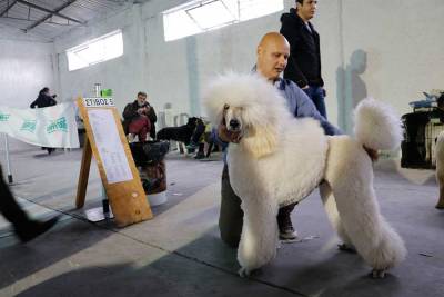 Εντυπωσιακή έκθεση μορφολογίας σκύλων στην Καλαμάτα (βίντεο-φωτογραφίες)