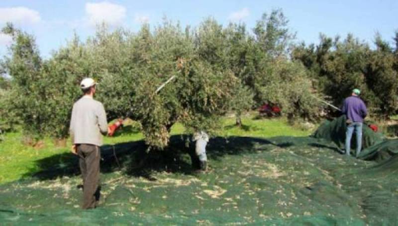 Ο Αγροτοκτηνοτροφικός Σύλλογος  Μεσσήνης για τους εργάτες γης