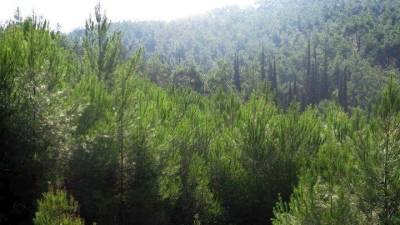 Κονδύλια ύψους 750 εκατ. ευρώ για την προστασία του δασικού πλούτου της χώρας