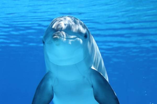 Παγκόσμιο συνέδριο για τα θαλάσσια θηλαστικά τον Απρίλιο στην Costa Navarino