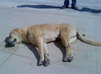 Φόλες στην Πύλο σκότωσαν σκύλο