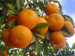 Πορτοκάλια θα μείνουν στα δέντρα