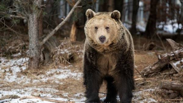 Το καταφύγιο αρκούδας στη Μπελίτσα ανοίγει ξανά για τους επισκέπτες
