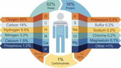 Χημική σύσταση του ανθρώπινου σώματος