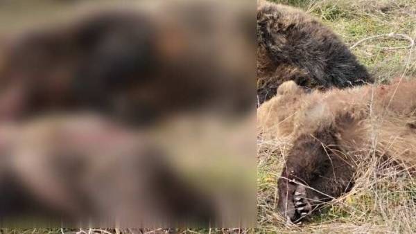 Κτηνωδία στην Καστοριά: Σκότωσαν αρκούδα και τα δυο της αρκουδάκια (βίντεο)