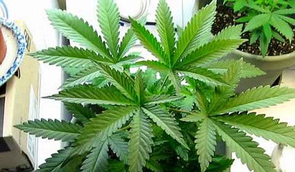 Σύλληψη 55χρονου στο Μαυρομάτι για 6 φυτά χασίς 