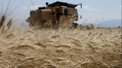Σε δύσκολες συνθήκες λόγω καύσωνα ολοκληρώνεται η συγκομιδή των σιτηρών στον Κρόκο Κοζάνης