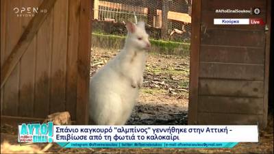 Σπάνιο καγκουρό «αλμπίνος» γεννήθηκε στην Αττική – Επιβίωσε από τη φωτιά το καλοκαίρι (βίντεο)