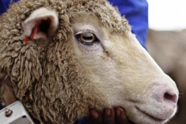Αποζημίωση των κτηνοτρόφων για τον καταρροϊκό πυρετό στη Σπάρτη ζητάει το ΚΚΕ Λακωνίας