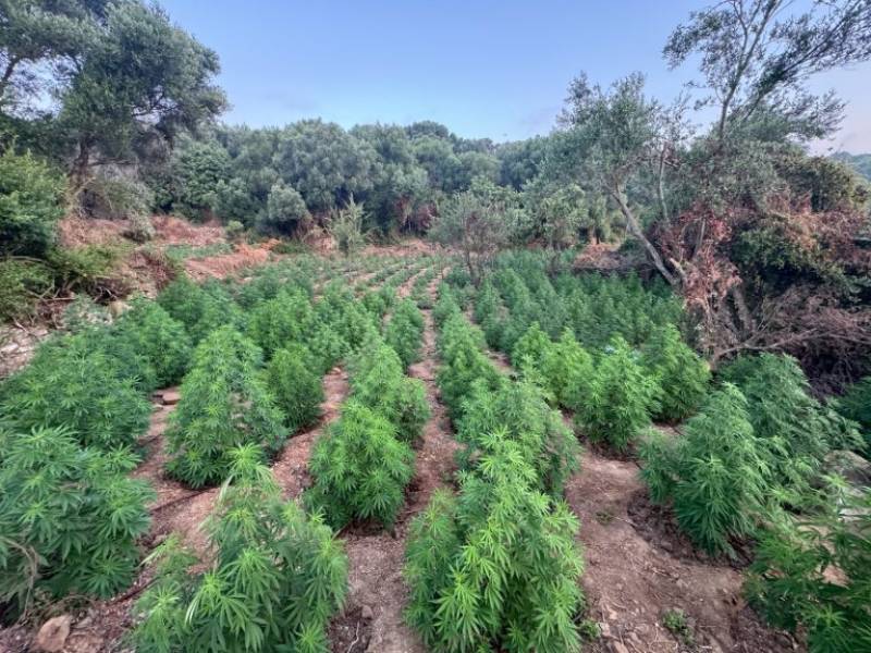 Φοινικούντα: Προφυλακίστηκε για την… προηγούμενη χασισοφυτεία ο 46χρονος με τα 505 δενδρύλλια