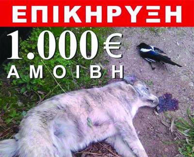 Επικήρυξαν με 1.000 ευρώ όσους ρίχνουν φόλες στο Καλό Νερό