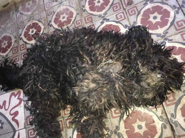Νεκρό σκυλάκι από φόλα στην Κυπαρισσία
