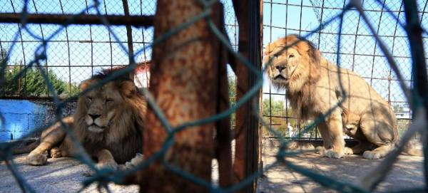 ΗΠΑ: Μια λιονταρίνα σκότωσε τον πατέρα των μικρών της σε ζωολογικό κήπο της Ιντιανάπολις