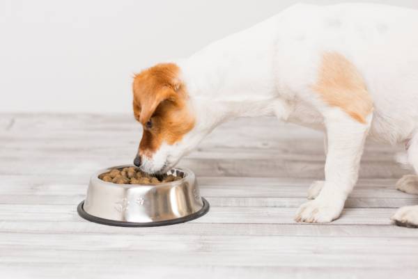 Διατροφή μικρόσωμων σκύλων: 7 πρακτικά tips για να την κάνετε σωστά!