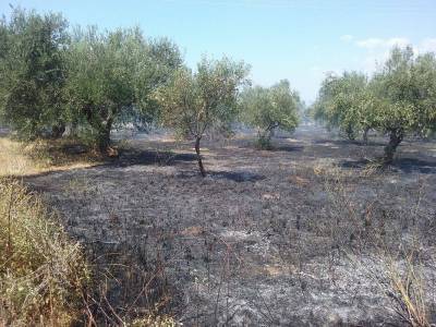 Πυρκαγιά στο Μεμί Κυπαρισσίας
