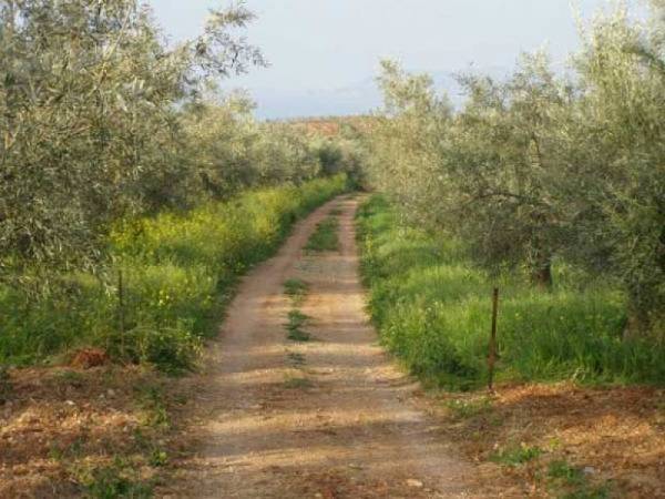 Καλαμάτα: Με παράταση στον ίδιο εργολάβο το έργο αγροτικής οδοποιίας εν μέσω αντιδράσεων