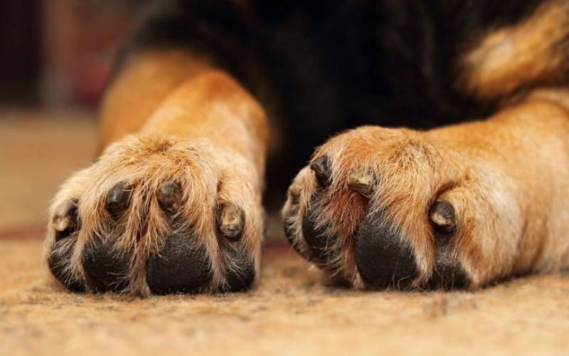 Σοκ στην Αμαλιάδα για τη μαζική θανάτωση σκύλων με φόλες