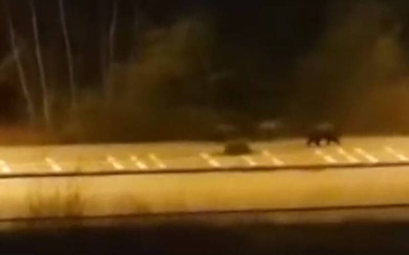 Αρκούδες «κόβουν» βόλτες στους άδειους δρόμους της Καστοριάς (Βίντεο)