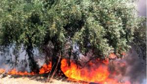 Αργολίδα: Σε εξέλιξη δύο δασικές πυρκαγιές - ζημιές σε αυλές σπιτιών