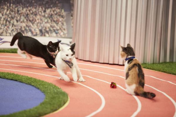 Ολυμπιακοί Αγώνες για... γάτες! (video &amp; φωτογραφίες)