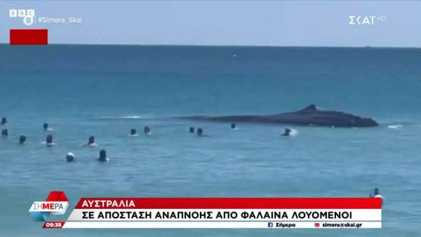 Αυστραλία: Σε απόσταση «αναπνοής» από φάλαινα λουόμενοι (βίντεο)